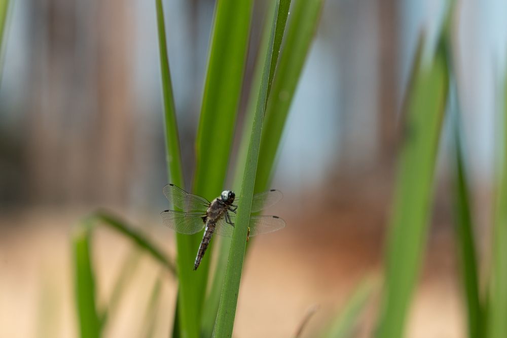 Photograph by Роман Дергунов
