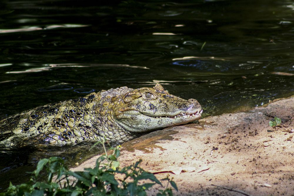 Jacaré