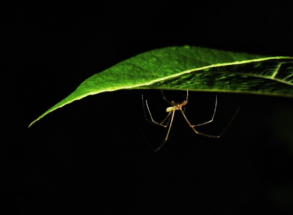 Photograph by Anish Adkar