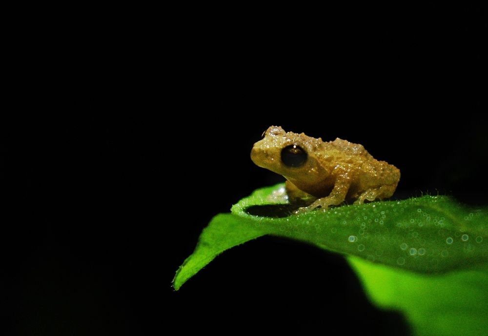 Photograph by Anish Adkar