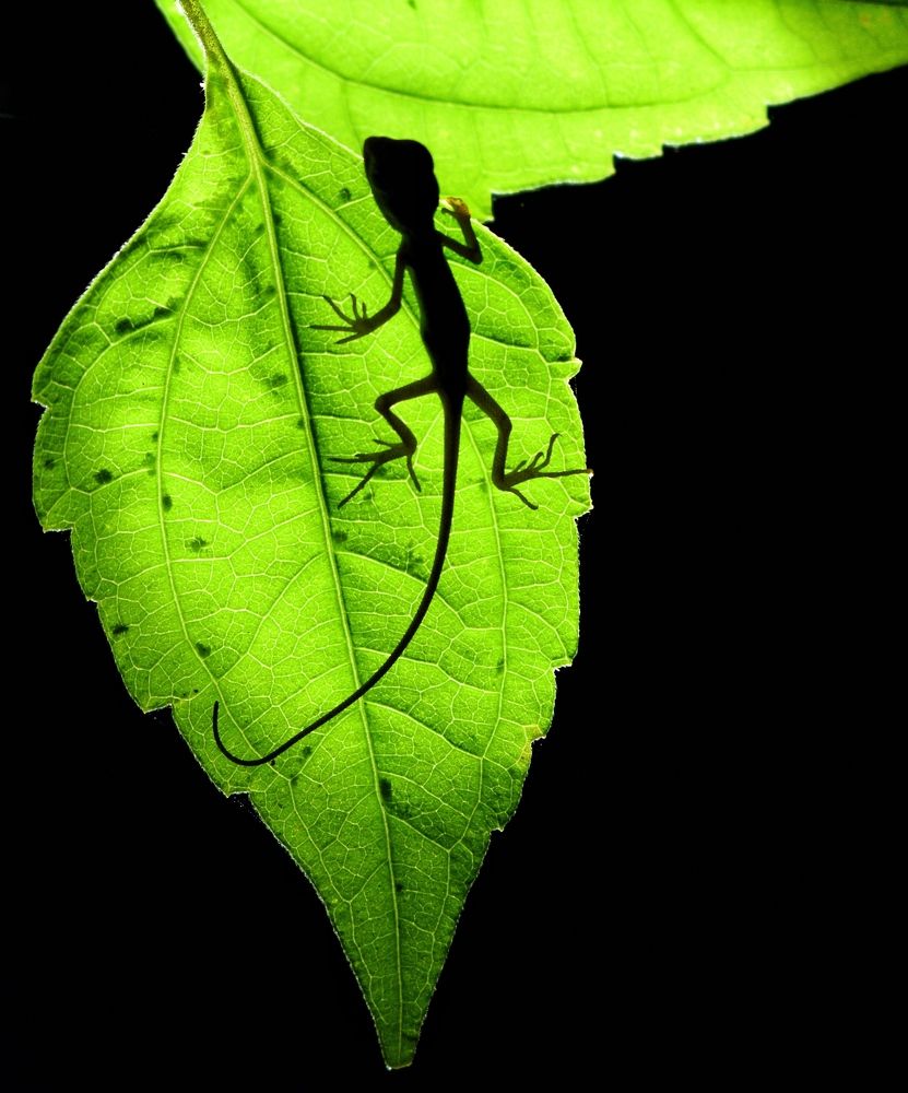 Photograph by Anish Adkar