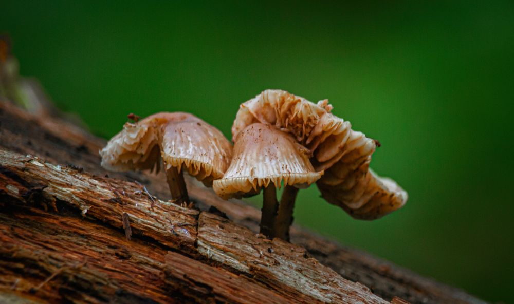 Photograph by Лев Постнов