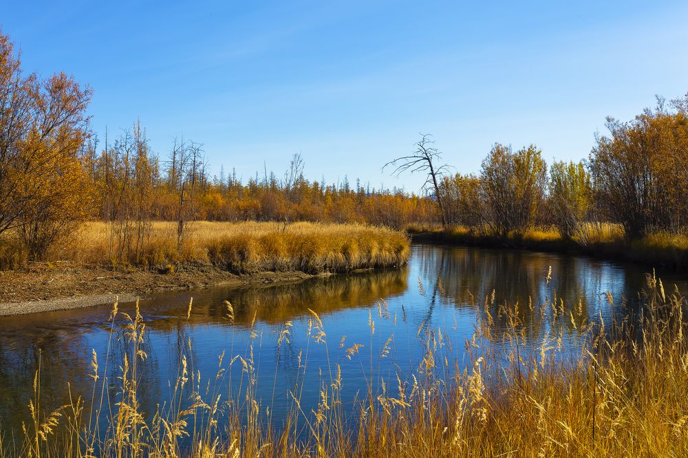 Золотая осень у речки.