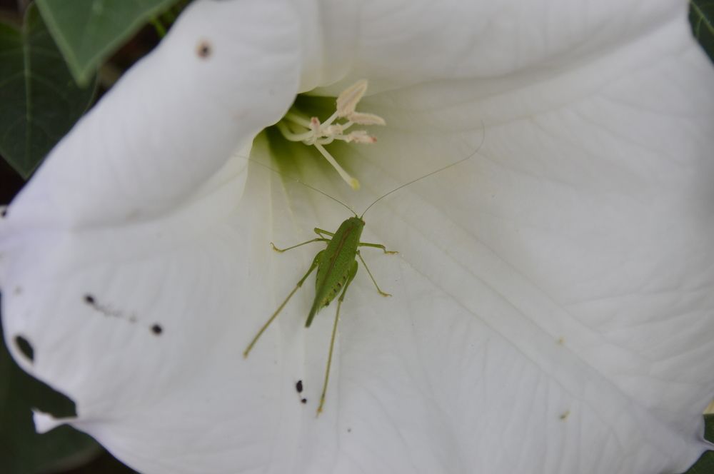 Macro insect grasshopper on a white flower