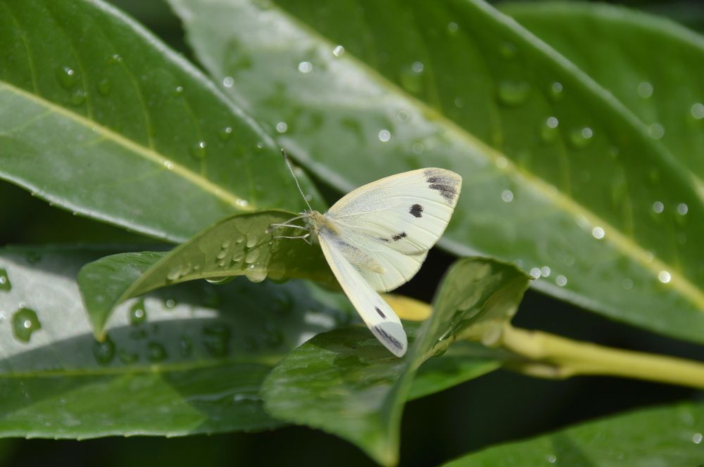 Macro insect  butterfly