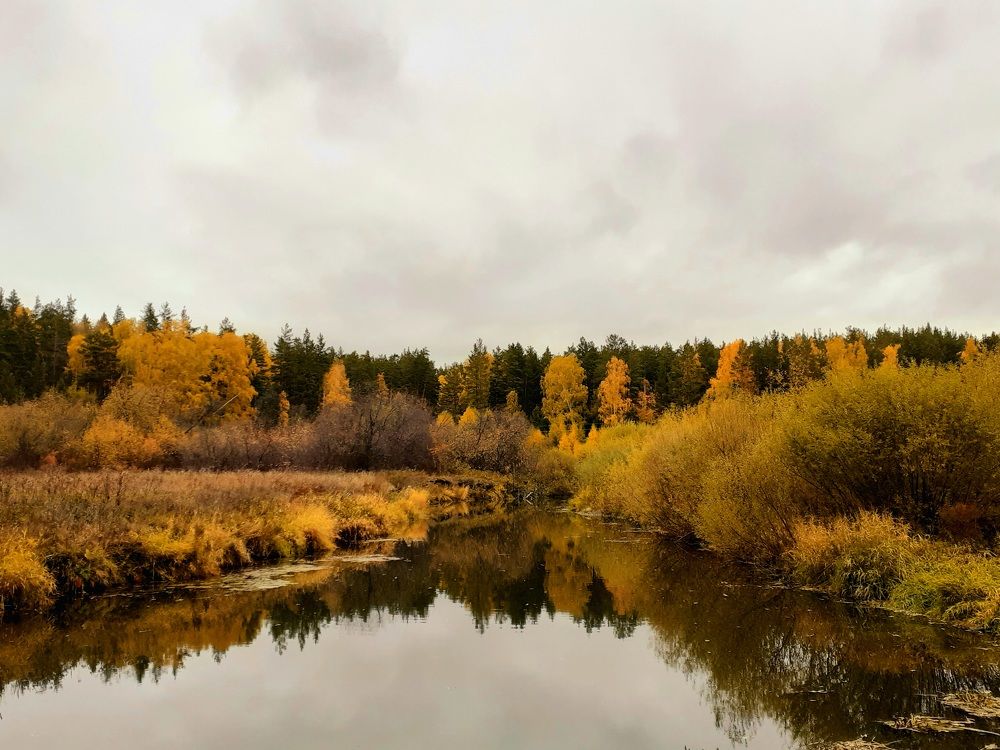 Золото осени