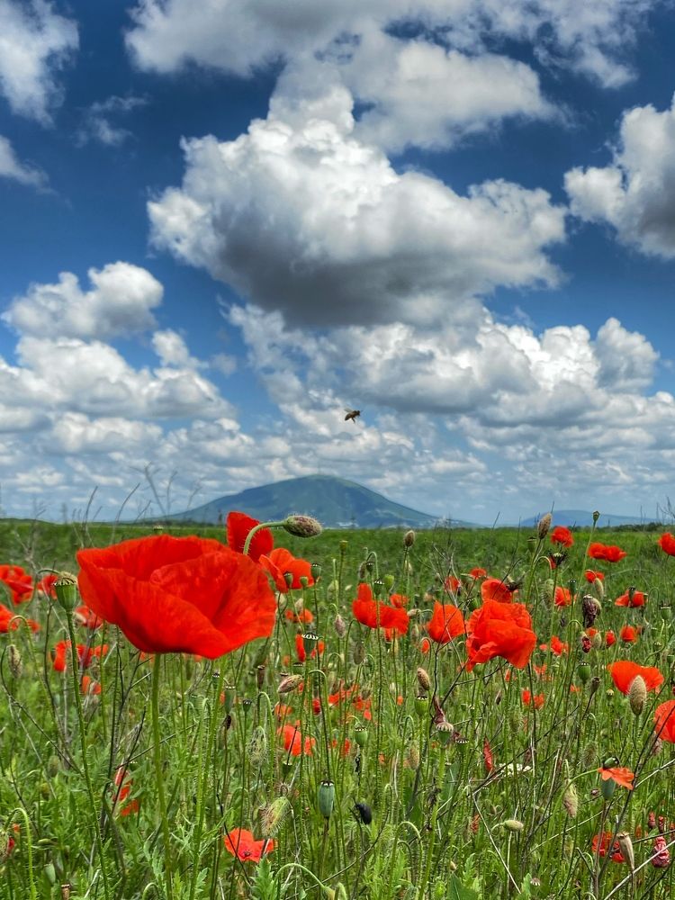 Photograph by Ангелина Арляпова