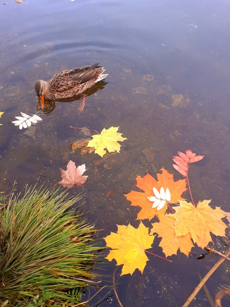 И плыли утки по воде...