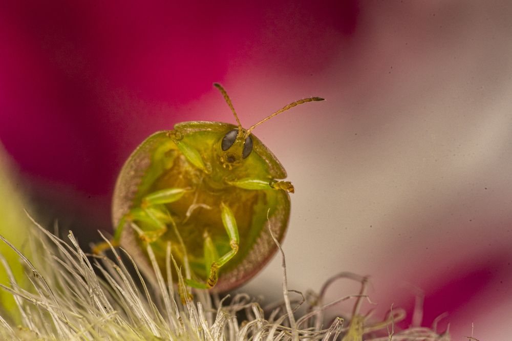 Photograph by Dipanjan Pal