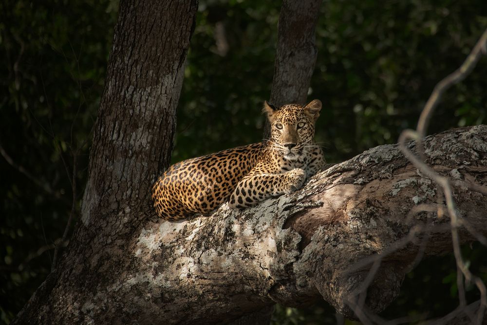 Photograph by Madhusha Senavirathna