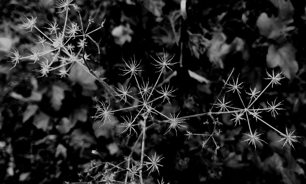 Photograph by Ирина Аверьянова