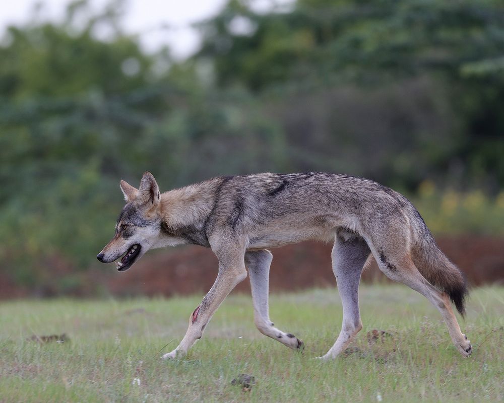 Indian Grey Wolf