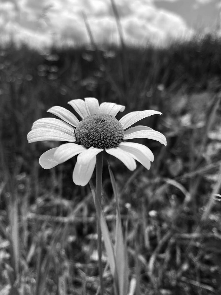 Photograph by Ангелина Арляпова