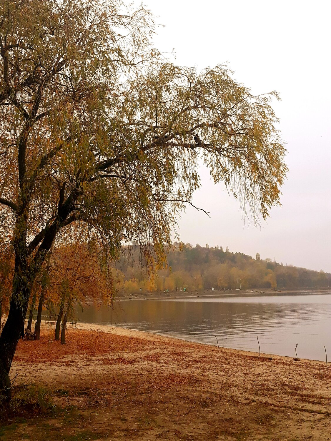 Photo #6539335