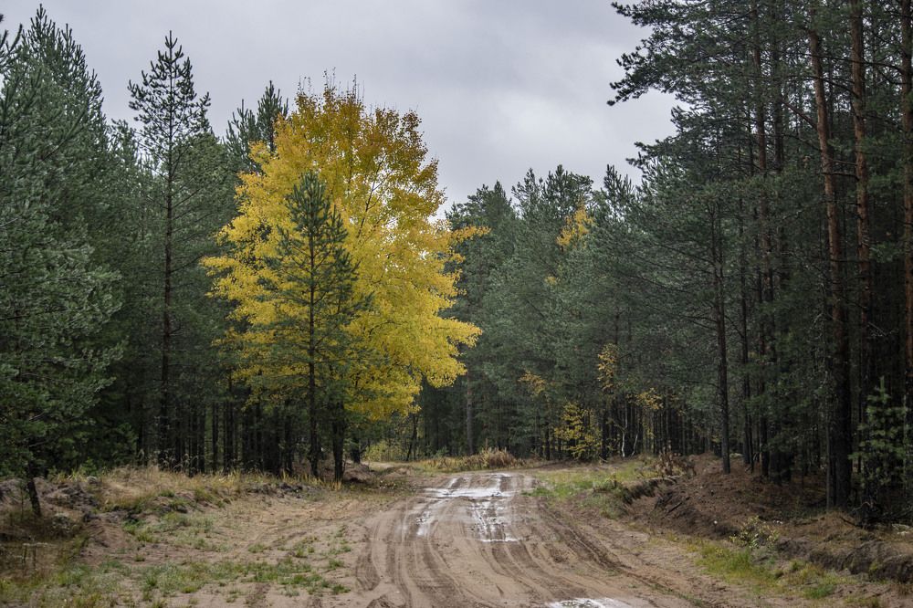 Photograph by Алексей Логинов