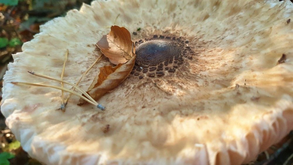 Photograph by Marie G