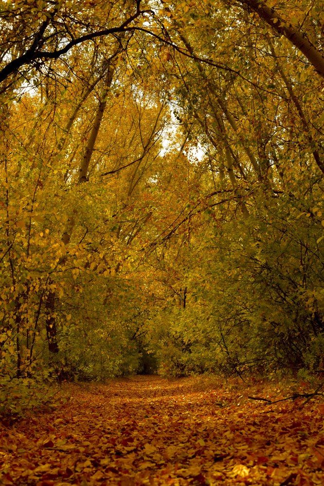 Фотография автора Светлана Волынская