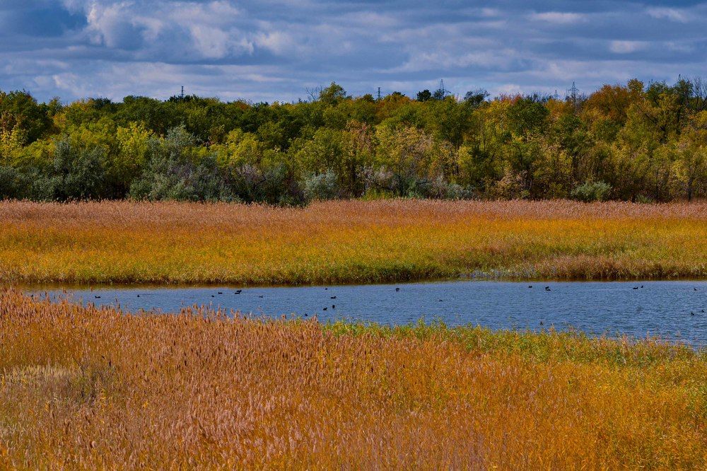 Фотография автора Светлана Волынская