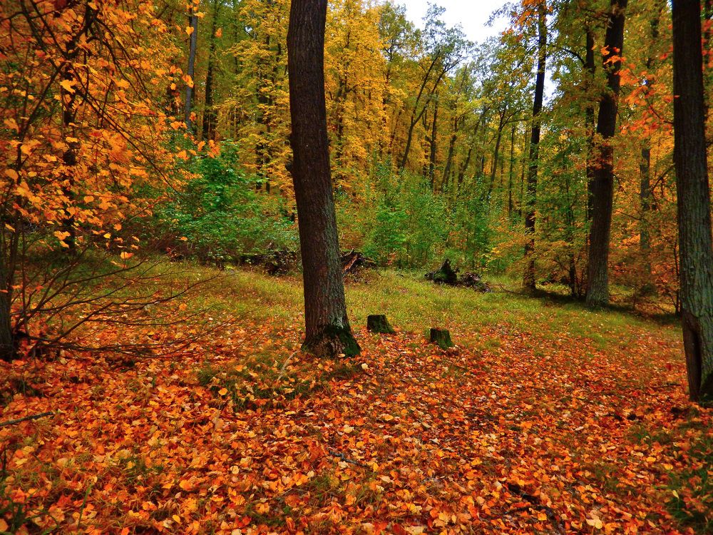Фотография автора Клавдия Васильева