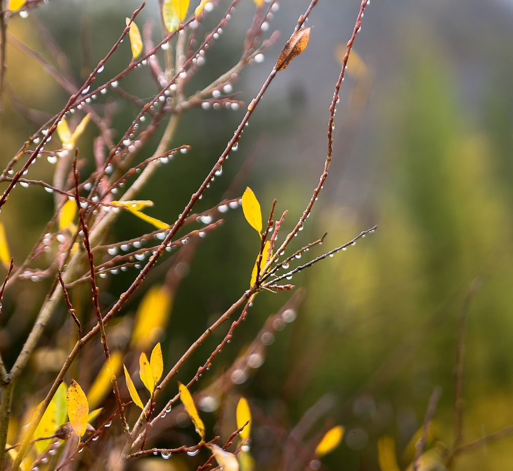 Photograph by Юлия Силина