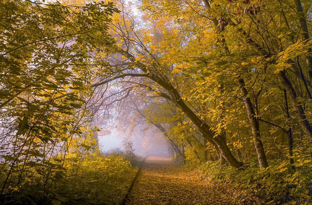 Осенняя аллея.