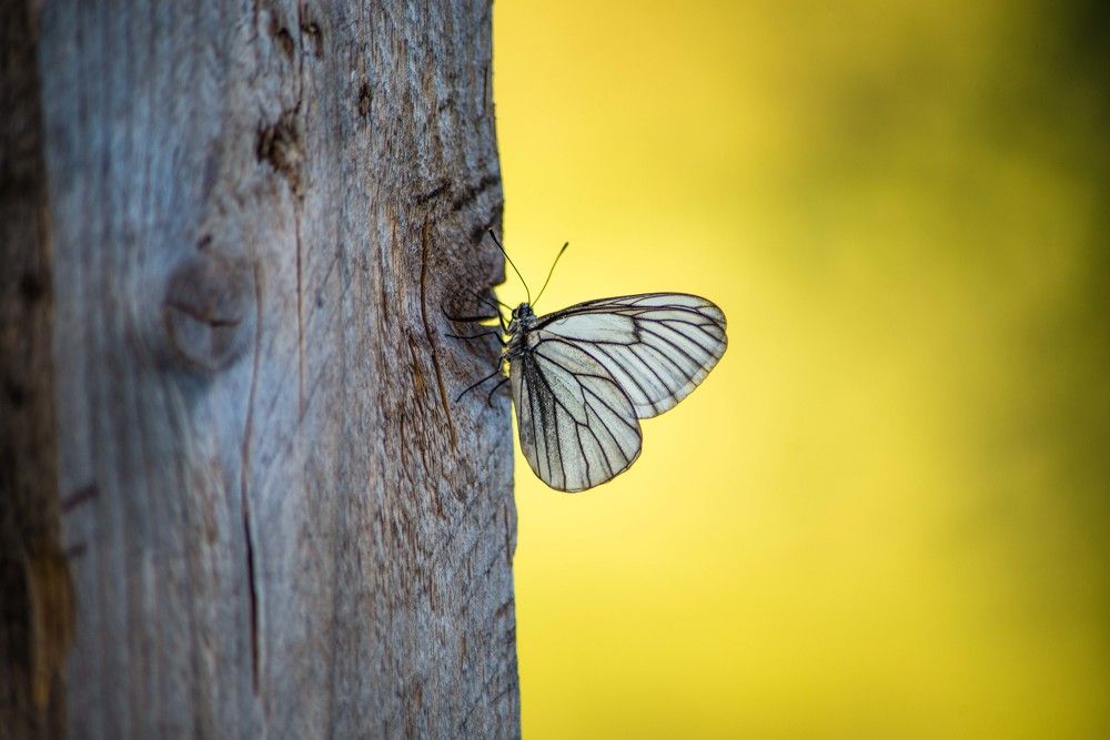 Photograph by Юлия Силина