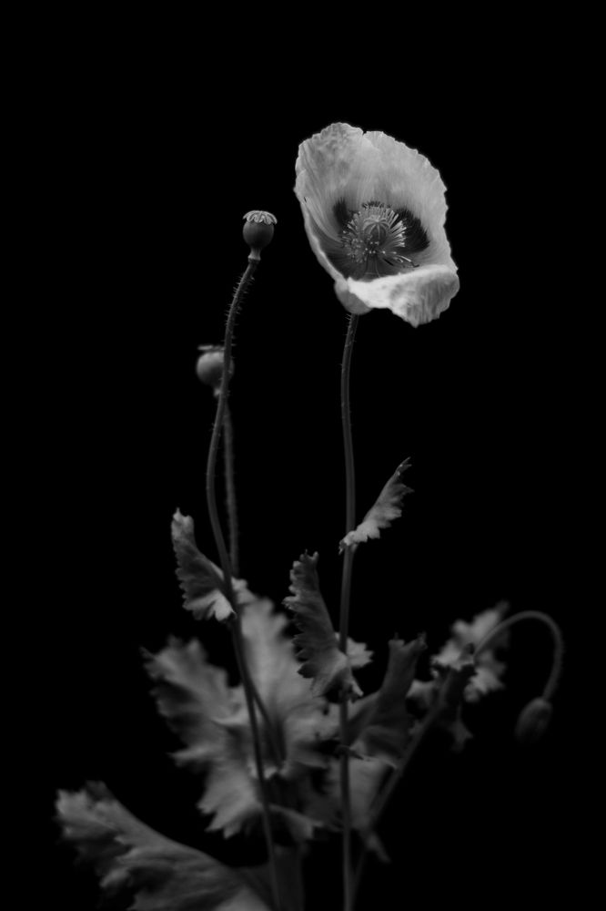 Photograph by Полина Килат