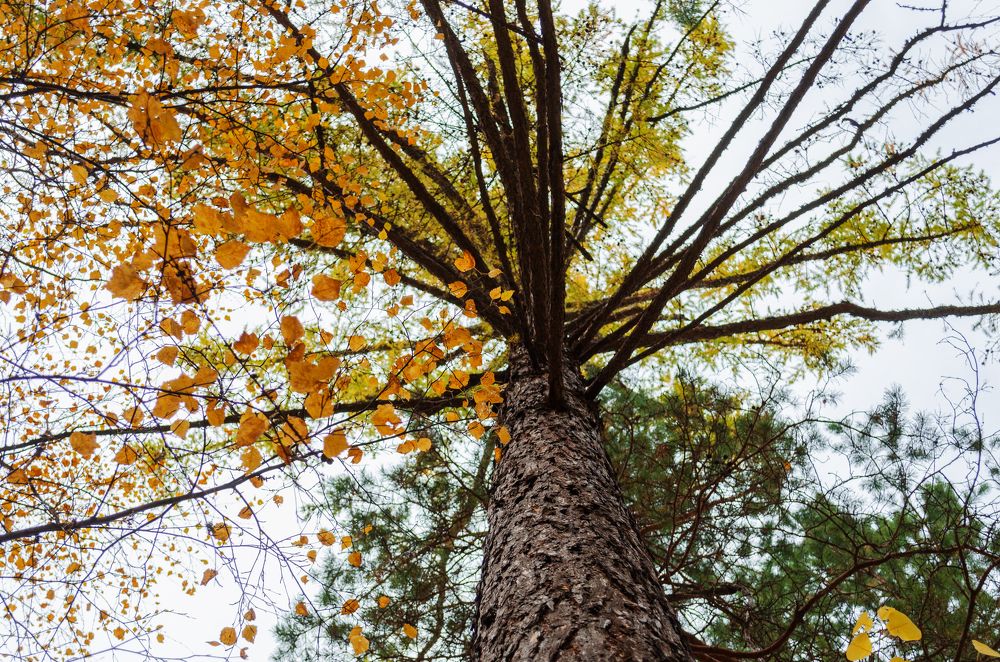 Головокружительная осень
