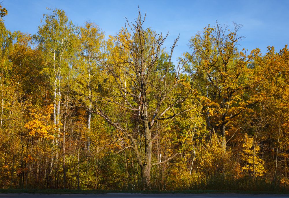 Photograph by Михаил Кудрин