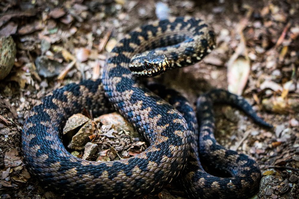 Photograph by George Alexandru Ghiuro