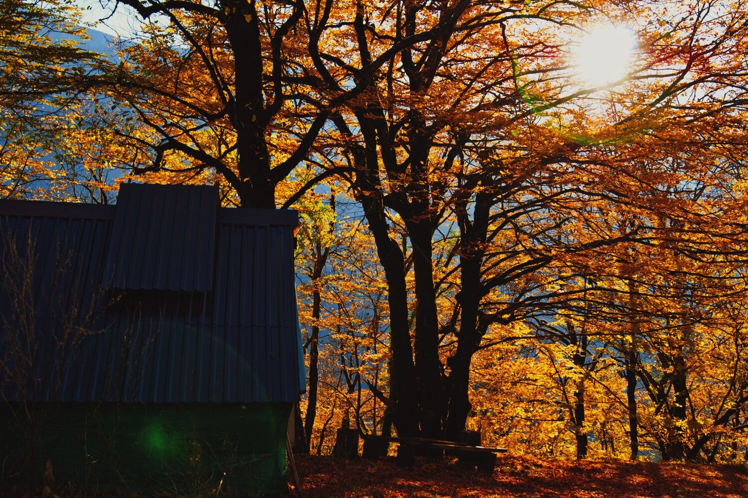 Photo #6540302