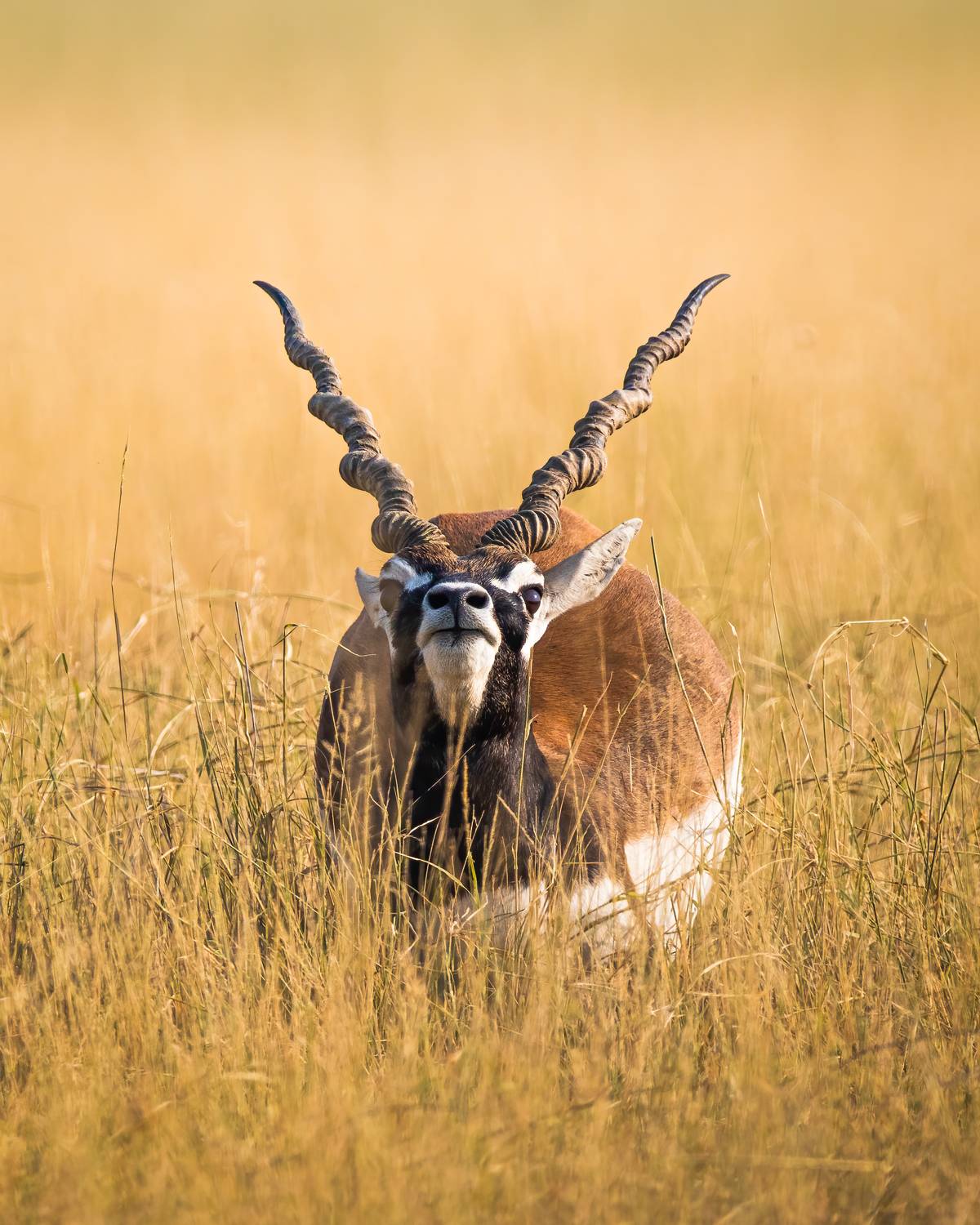 Curious Blackbuck