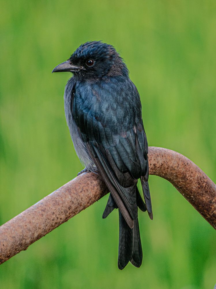 Photograph by Shehan Anuranga