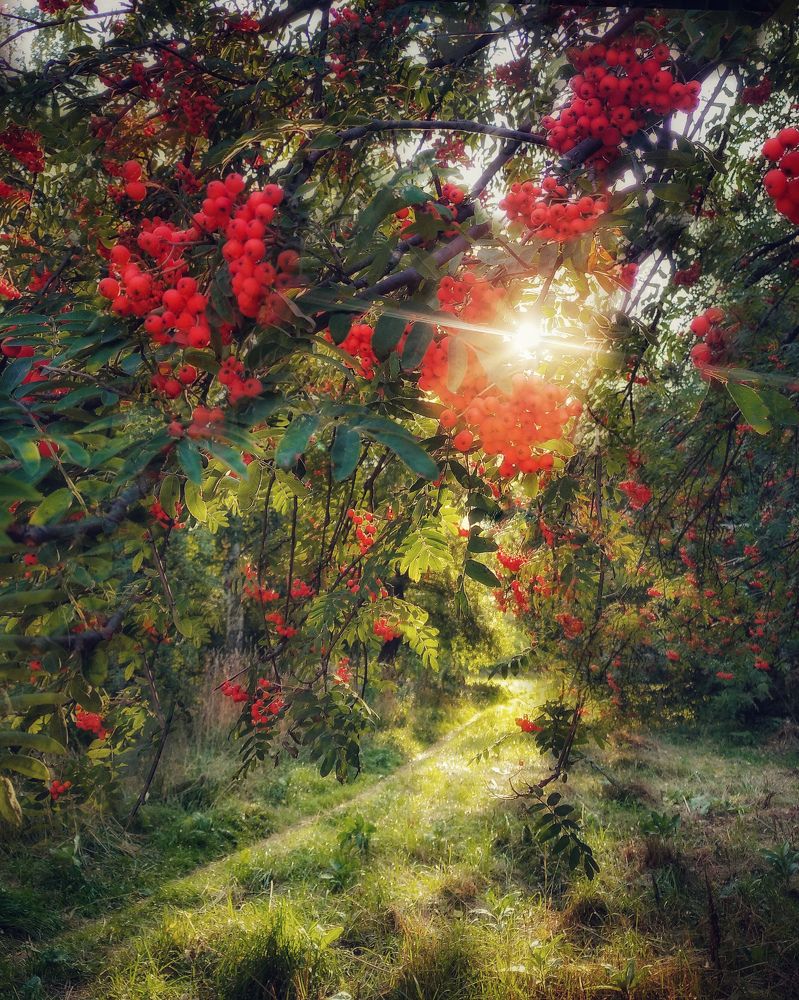 Рябиновые бусы!