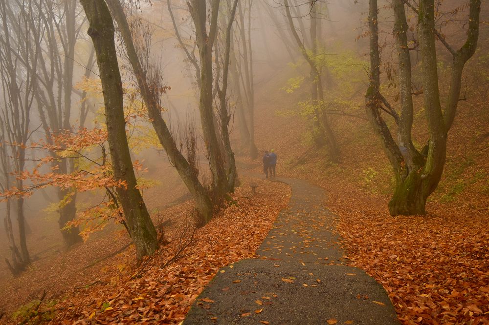 Тропа в осень