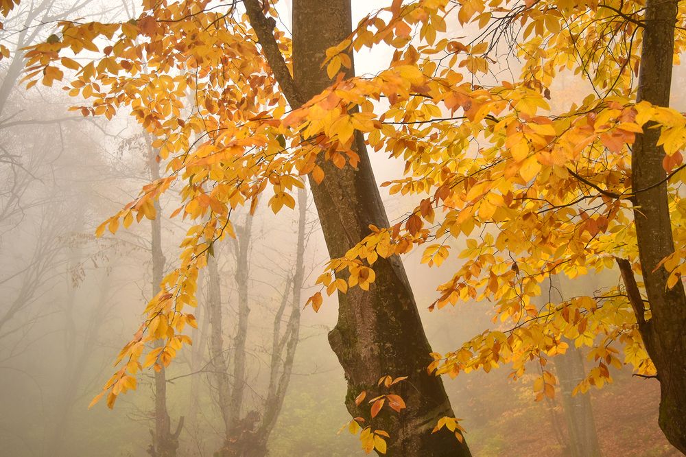 Фотография автора Шипунова Ирина