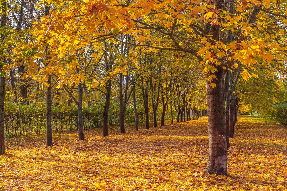 Кленовая осень