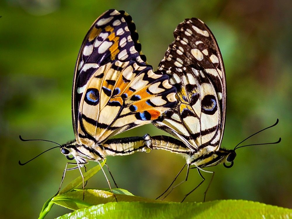 Photograph by Vũ Sơn Lâm