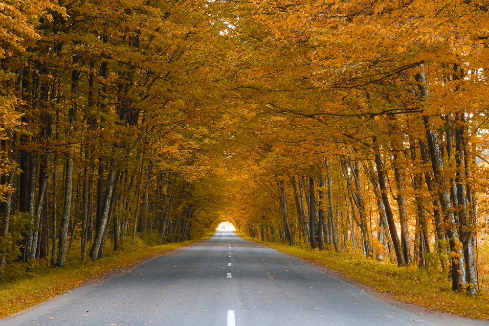 Дорога в октябрь