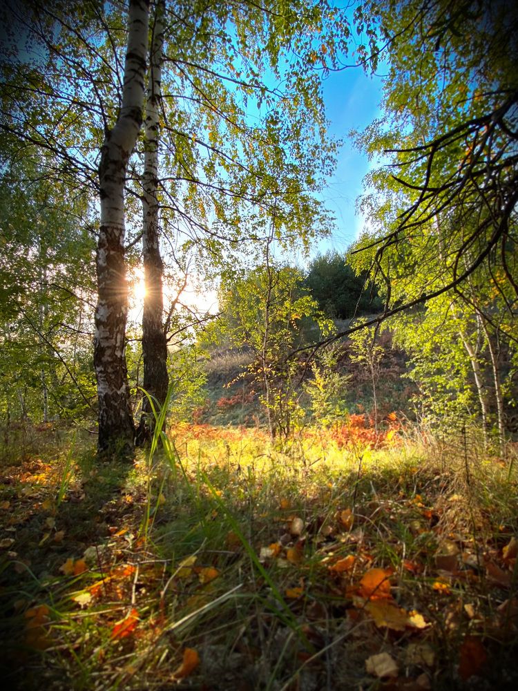 Разноцветная осень