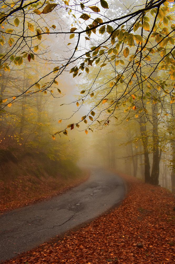 Photograph by mohsen biazar