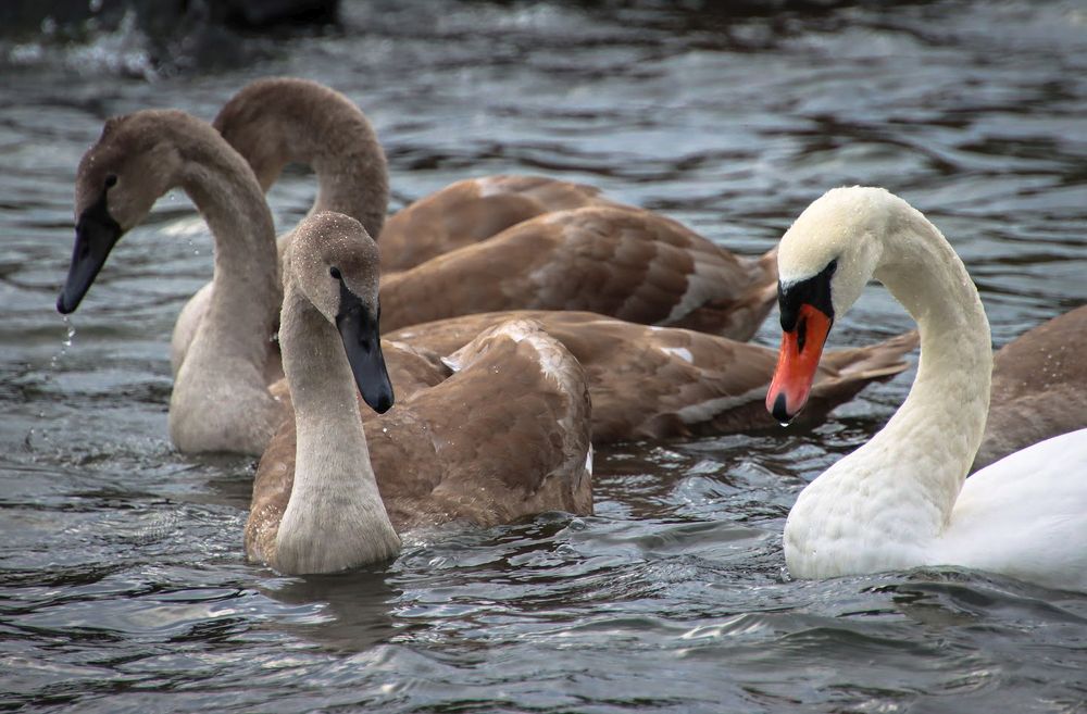 Swan Family