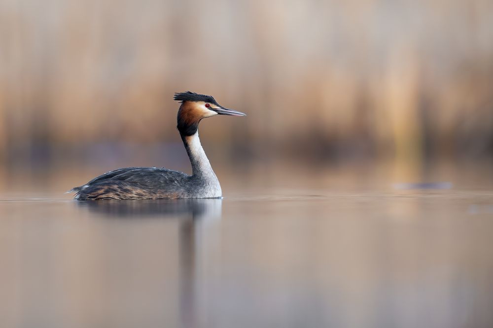 Calm Waters