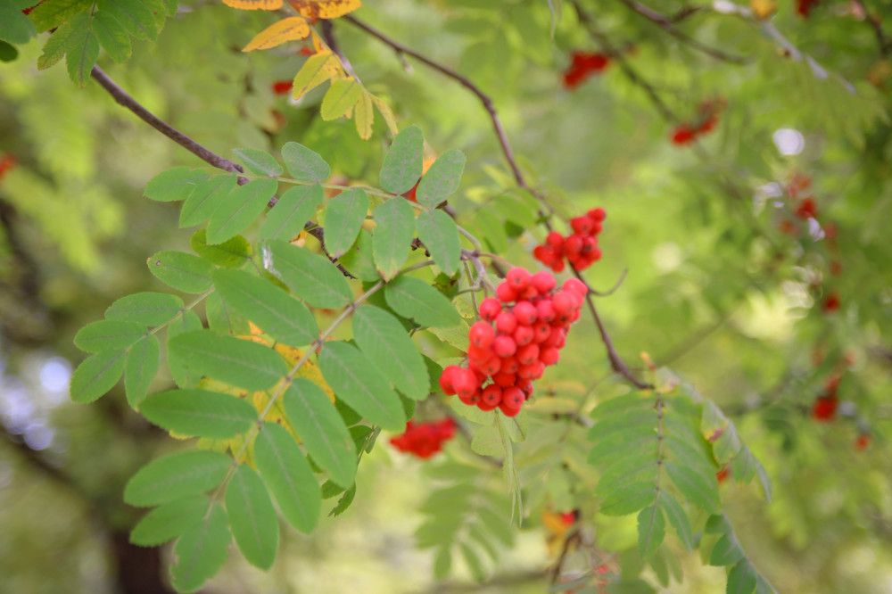 Фотография автора Александр Черепанов