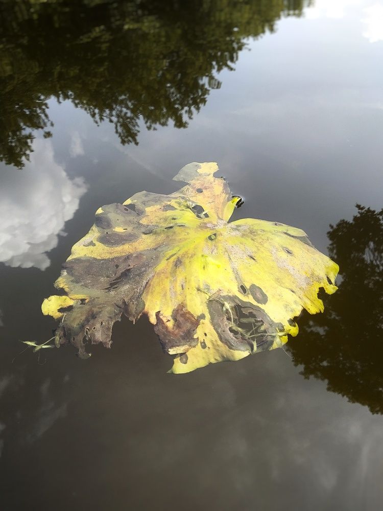 Photograph by Людмила М