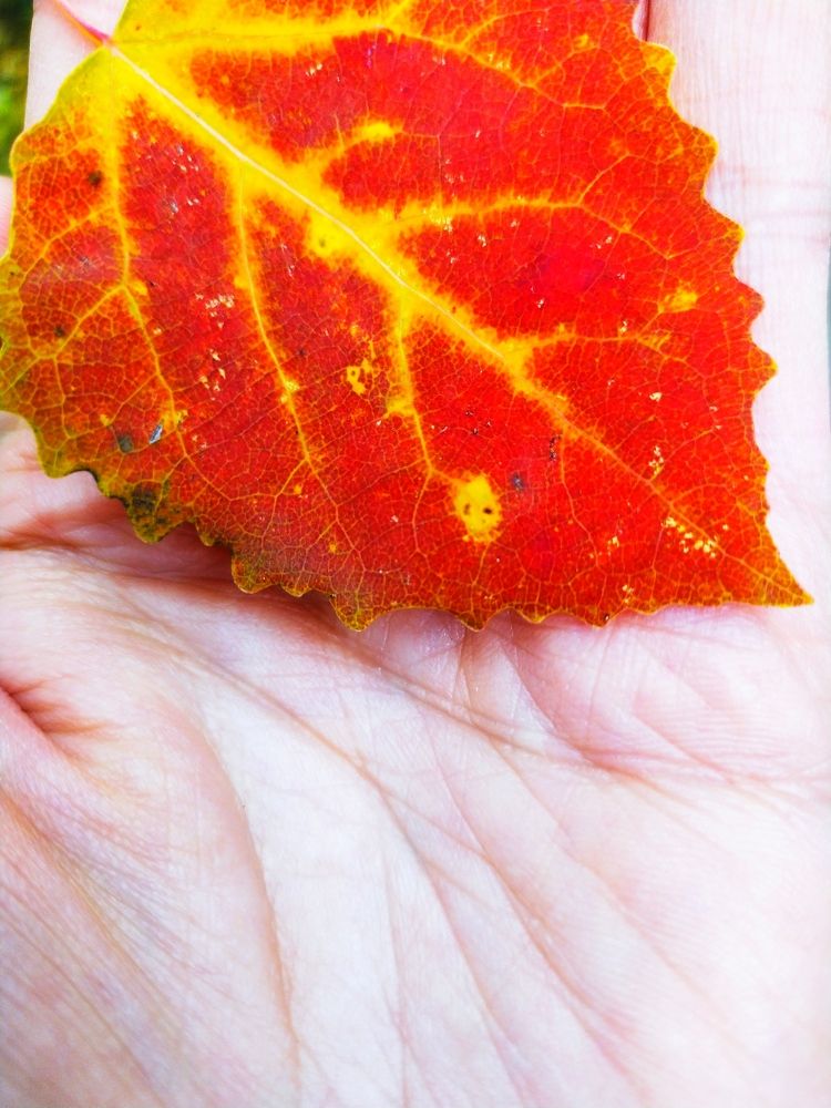 Photograph by Евгения Белоцветова