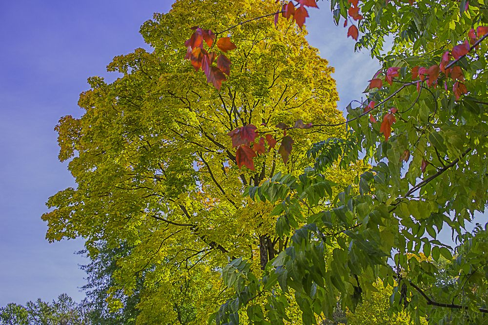Вот опять сентябрь подпалил листву