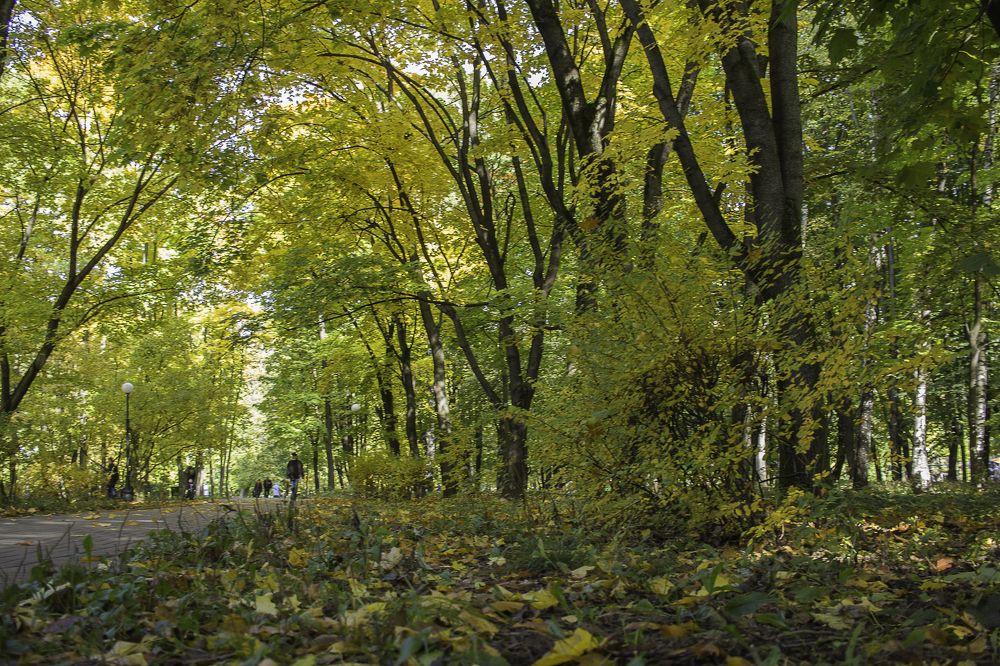 Осень пришла в Москву
