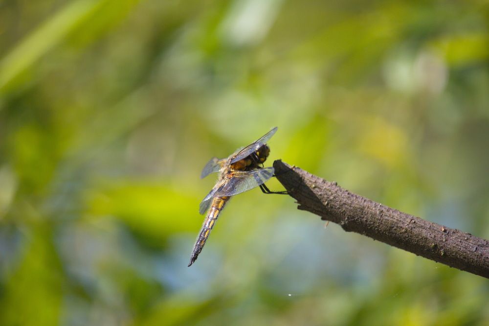 Photograph by Лев Постнов