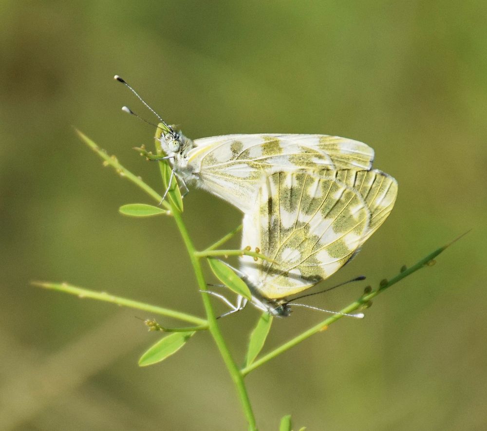 Photograph by fatemeh esmaeili